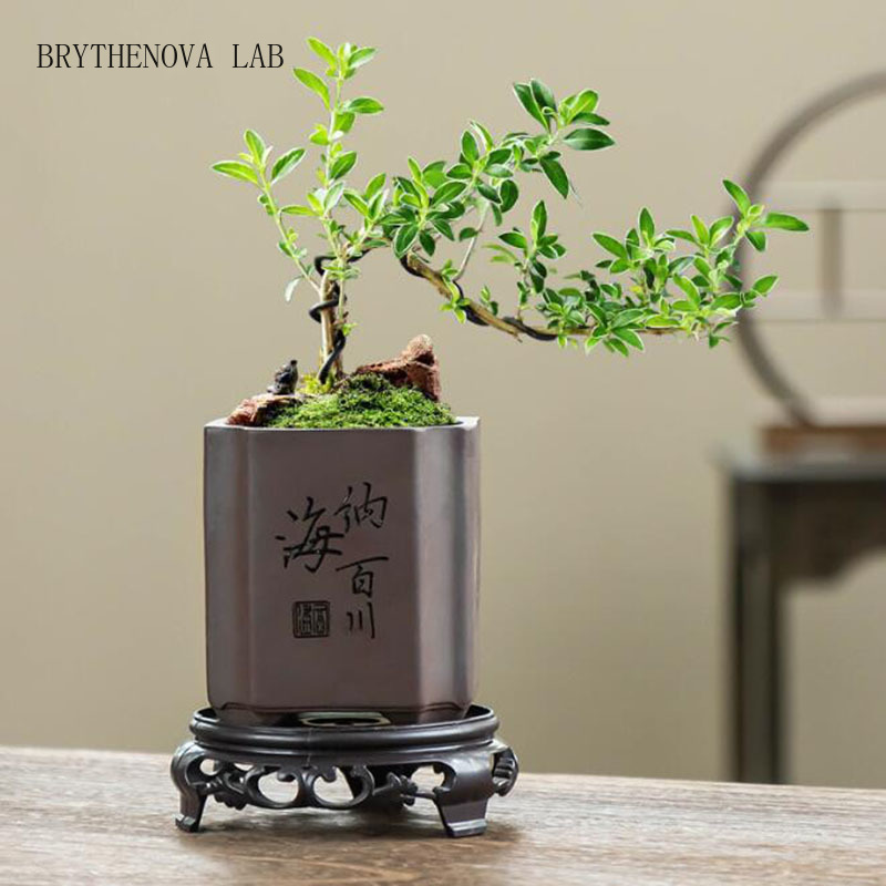 Bonsai Garden Europe - Wadah Penanam Pot Bunga Vas Bonsai