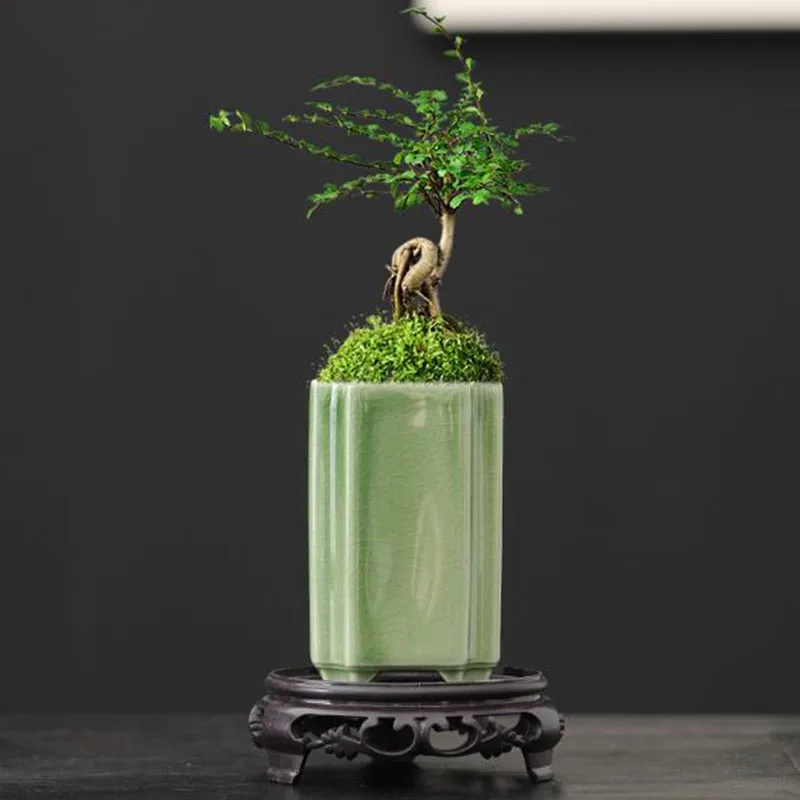 Bonsai Garden Europe - Pot Bunga Anggrek Celadon Persegi Porselen,