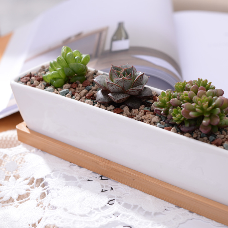 Pot Tanaman Sukulen Keramik Pu - Bonsai Tree Zen Garden ulasan dan harga