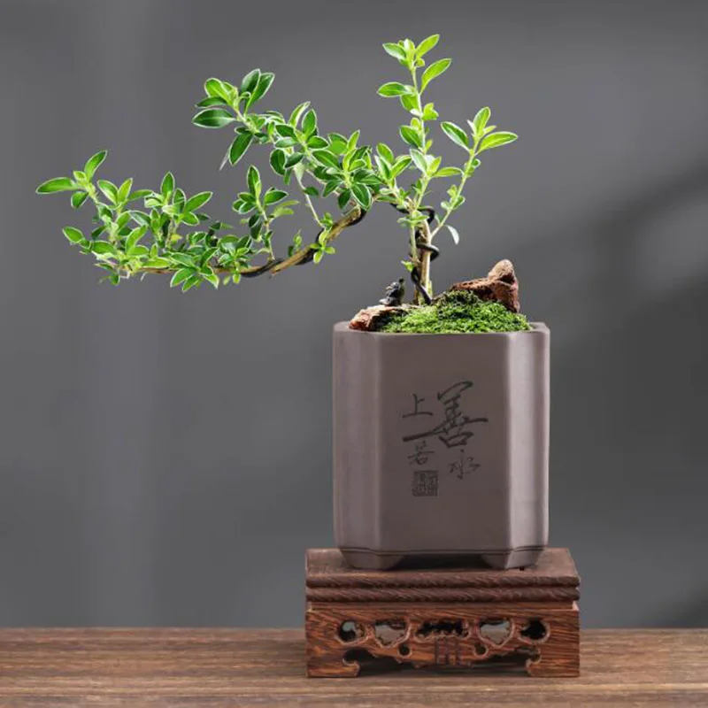 Wadah Penanam Pot Bunga Vas Bo - Bonsai Garden Europe ulasan dan harga