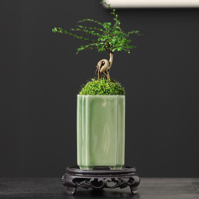 Porselen Persegi Celadon Mengk - Bonsai Garden Europe ulasan dan harga