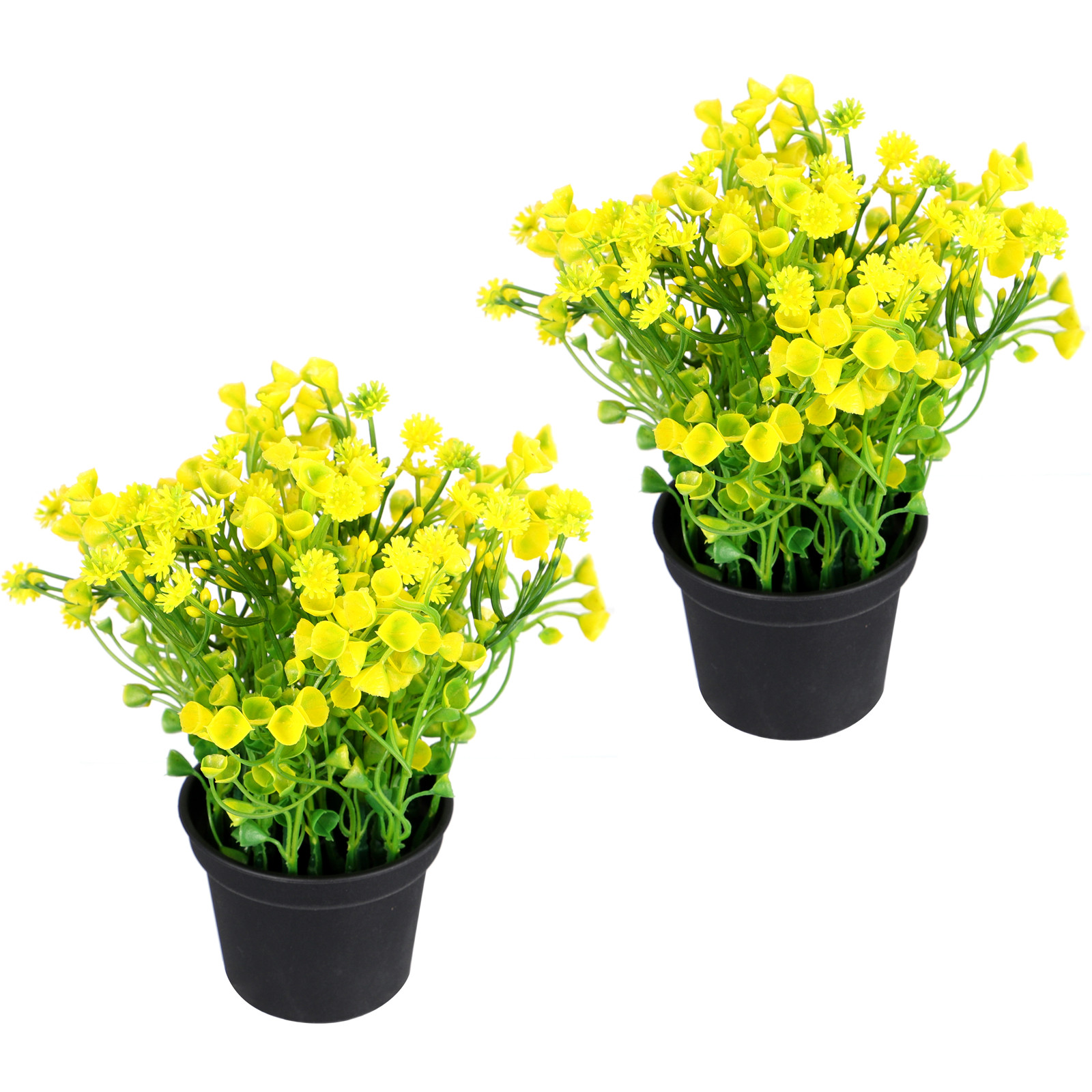2Pcs Bonsai Rumput Lonceng Bua - Bonsai Garden And Cafe ulasan dan harga