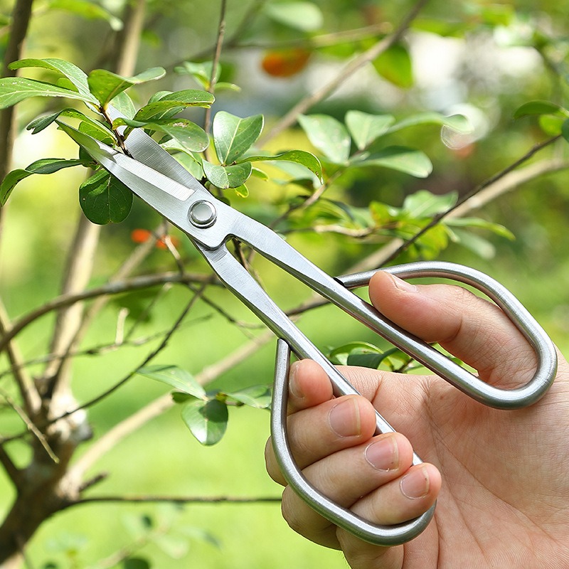 Gunting Daun Muda Alat Bonsai  - Bonsai Tool Set ulasan dan harga