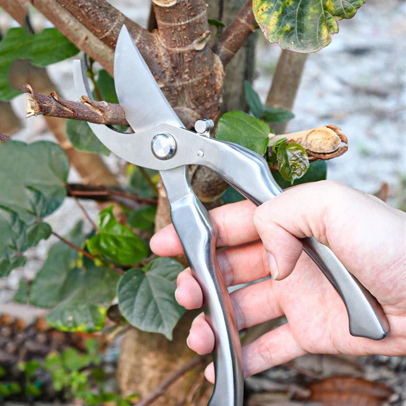 Gunting Pangkas Profesional Se - Bonsai Tool Set ulasan dan harga