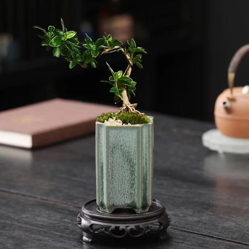 Pot Bunga Anggrek Celadon Pers - Bonsai Garden Europe ulasan dan harga