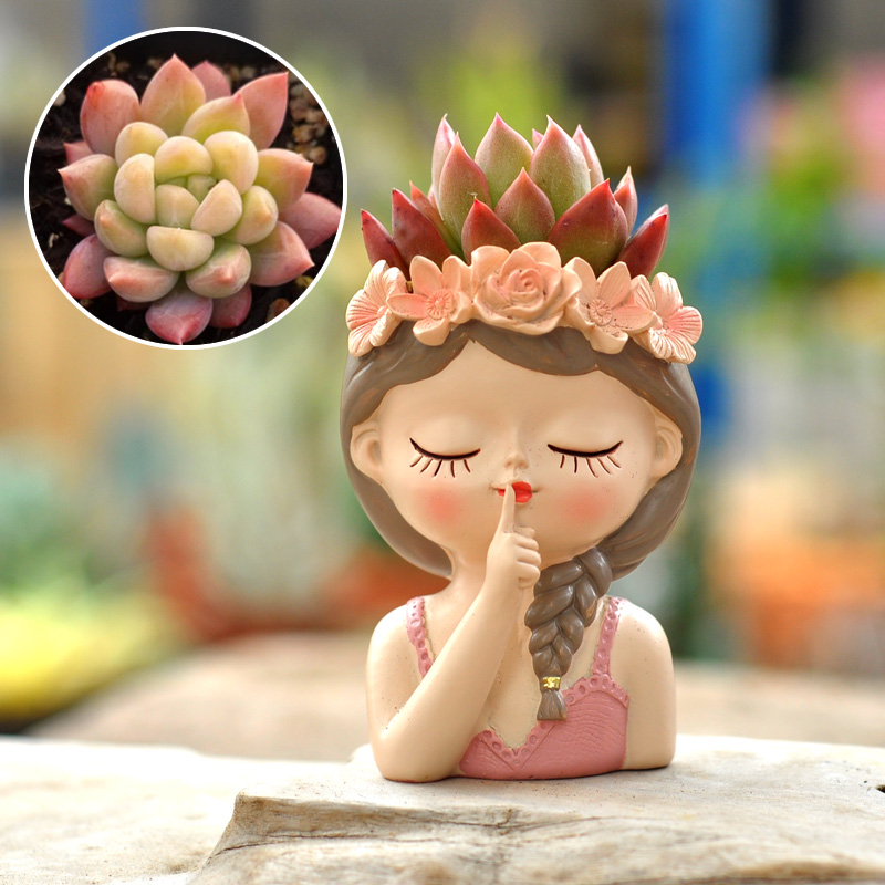 Pot Bunga Peri sukulen, orname - Bonsai Tree Zen Garden ulasan dan harga